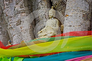 Close up of selective focus of beautiful Buddha in a tree in Ayutthaya Province