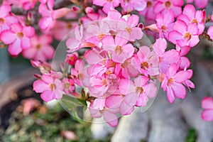 Close up Selective focus of beautiful pink desert rose flower in the garden with blurry trunk in the background, Mock azalea