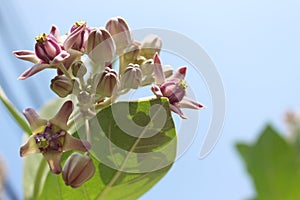 Close up and selective focus of Beautiful Purple Calotropis Flowers is a genus of flower plants