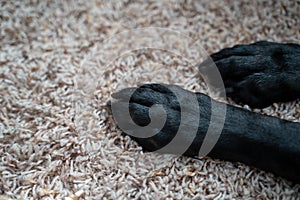 Close up selective focus of black labrador retriever dog paws on carpet inside the home