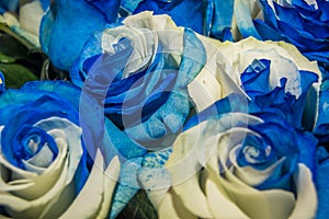 Close up of selective focus of bunch of bicolor flowers with color white and blue, some are genetically improved or photo