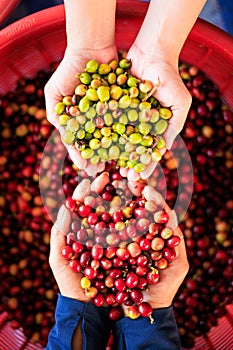 close up and selective focus farmer woman showing freshly picked of coffee multi color and cherries in red basket background