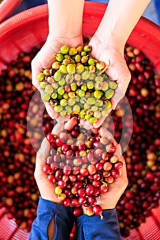 close up and selective focus farmer woman showing freshly picked of coffee multi color and cherries in red basket background