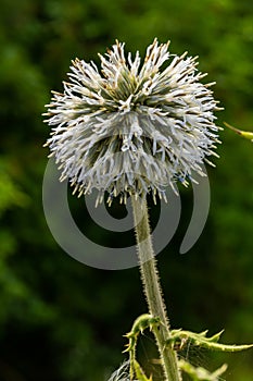 Close up selective focus of Great globe thistle, known as Echinops sphaerocephalus and Glandular globe thistle