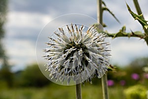 Close up selective focus of Great globe thistle, known as Echinops sphaerocephalus and Glandular globe thistle