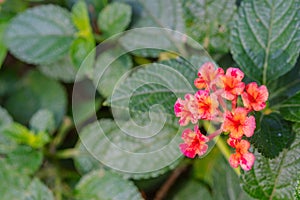 Close up and selective focus of lantana camara