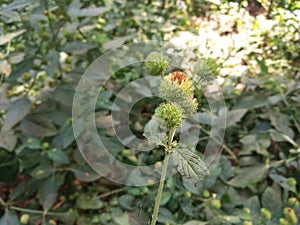 Close Up and Selective Focus of Leucas Plant with Blurred Lush Green Background