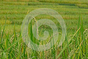 Close up and selective focus a line of rice plants