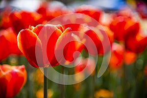 A Close up selective focus of Orange Red Tulip flower field at a botanical garden in a spring season of Australia.