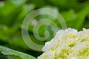 Close up and selective focus photo of hydrangea or hortensia