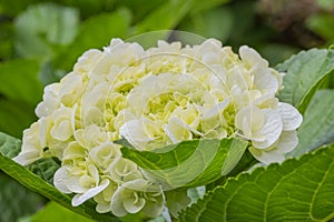 Close up and selective focus photo of hydrangea or hortensia
