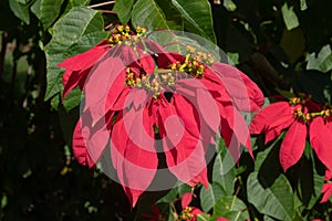 Close up and selective focus of Poinsettia flower