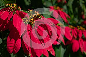 Close up and selective focus of Poinsettia flower