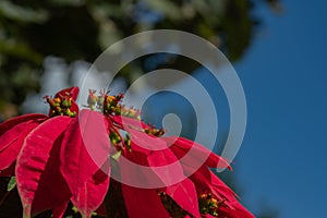 Close up and selective focus of Poinsettia flower