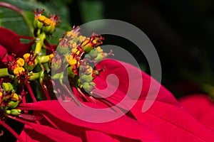 Close up and selective focus of Poinsettia flower