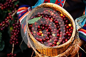 Close up and selective focus raw cherry coffee beans in basket on holding hand karen farmers female