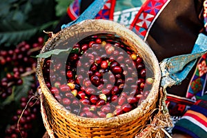 Close up and selective focus raw cherry coffee beans in basket on holding hand karen farmers female