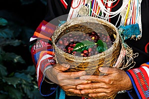 Close up and selective focus raw cherry coffee beans in basket on holding hand karen farmers female