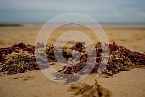 Close up and selective focus on red seaweed washed up on a sandy beach on the North Norfolk coast