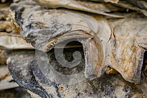 Close up of selective focus of salted fish for sale on a street market in southwestern in san Cristobal de las Casas