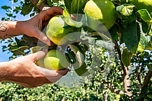 Hand picking ripe and fresh green apples