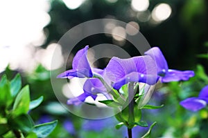 Close Up and Selective focus with Violet or Purple colors of Beautiful Flower Blooming on Bokeh Background