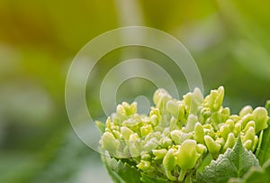Close up and selective focus of young hydrangea flowe