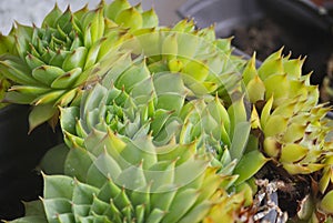 Close up of Sempervivum