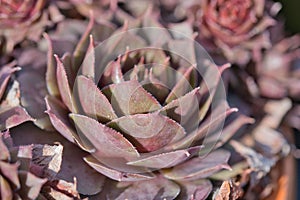 Close up on a Sempervivum plant, Crassulaceae family