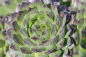 Close up on a Sempervivum plant, Crassulaceae family