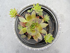 Close-up of sempervivum plant in a pot.