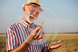 Close up of a senior agronomist or farmer examining wheat seed quality before the harvest