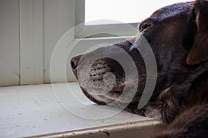 Close up of senior chocolate labrador retriever and his gray muzzle