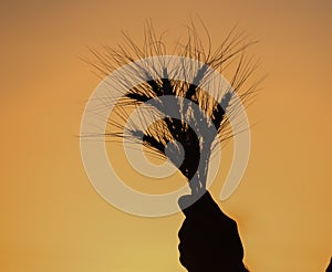 Close up of senior farmers hands holding and examining grains of wheat.,Farmer Walking Through Field Checking Wheat Crop.wheat and