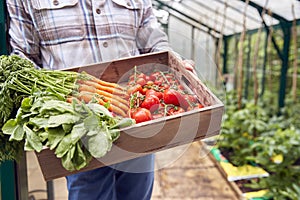 Close Up Of Senior Man Holding Box Of Home Grown Vegetables In Greenhouse