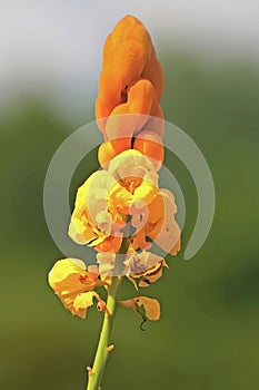 Close up of senna alata, a medicinal tree, also known as emperor\'s candlesticks on tropical island Ko Lanta.