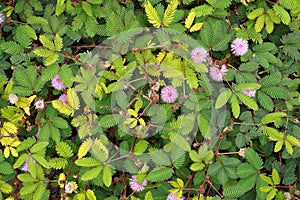 Close up of Sensitive plant flower and leaves with blur background