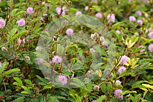 Close up of Sensitive plant flower and leaves with blur background
