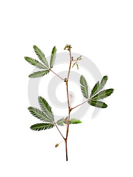 Close up of Sensitive plant leaves