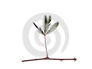 Close up of Sensitive plant leaves and branch on white background