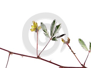 Close up of Sensitive plant leaves and branch on white background