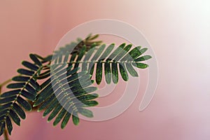 Close up of Sensitive plant leaves. Mimosa pudica. Beautiful abstract backgraund