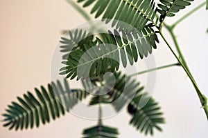 Close up of Sensitive plant leaves. Mimosa pudica. Beautiful abstract backgraund