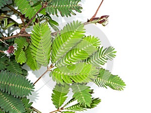 Close up of Sensitive plant leaves on white background