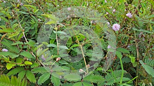 Close up of Sensitive plant or mimosa pudica plant