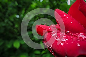 Close-up sensual petals of scarlet roses with large and transparent raindrops against a background of blurred green