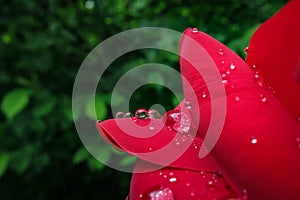 Close-up sensual petals of scarlet roses with large and transparent raindrops against a background of blurred green garden