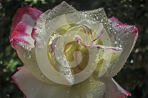 Close-up sensual petals of tender white rose Double Delight with large and transparent raindrops. Lyric motif