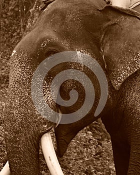 A close up sepia image of a Male Asian Elephant.