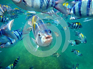 Close up of sergeant major fish